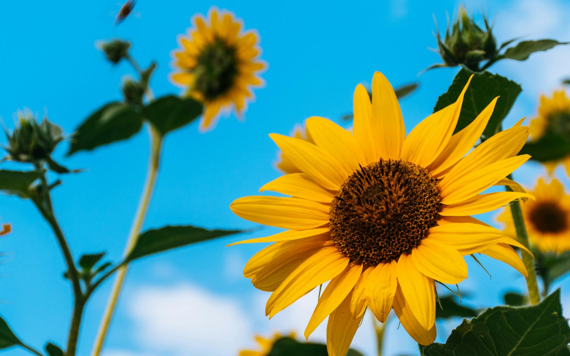 Should You Take Vitamin D In The Summer?